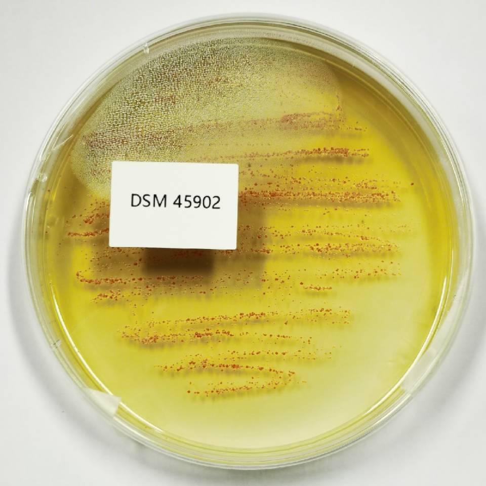 金黄色葡萄球菌,Staphylococcus aureus