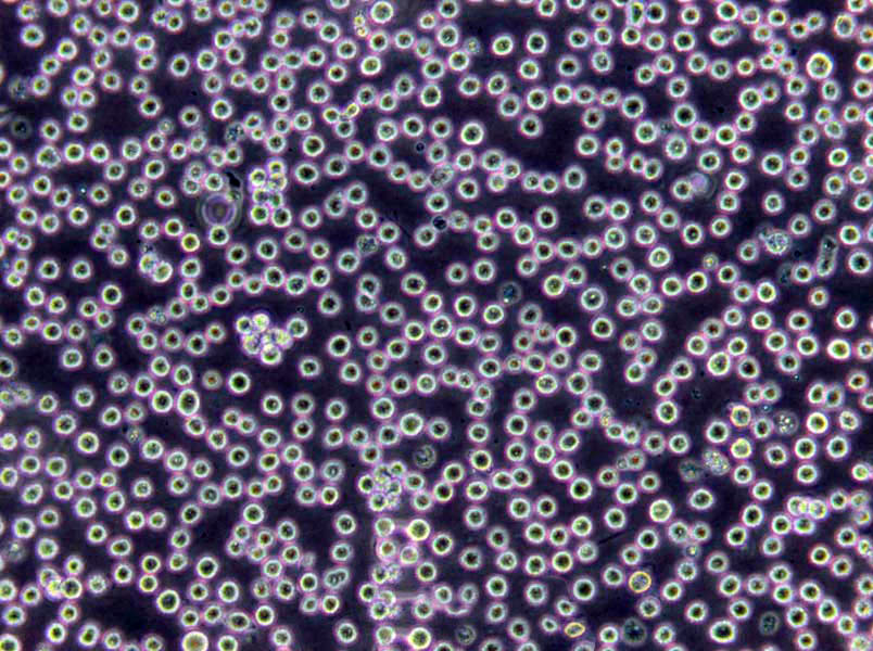 3%氯化钠三糖铁琼脂粉末培养基,3% TSI Agar