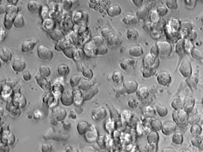 平板計(jì)數(shù)瓊脂粉末培養(yǎng)基,Plate Count Agar/ Standard Methods Agar