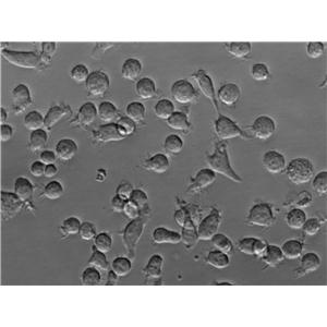 乳酸杆菌选择性琼脂粉末培养基