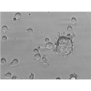 Pfizer肠球菌选择性琼脂粉末培养基