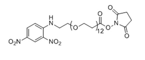 2,4-二硝基苯胺-十二聚乙二醇-NHS酯,DNP-PEG12-NHS