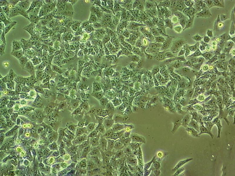 支原体琼脂干粉培养基,Mycoplasma Agar Medium