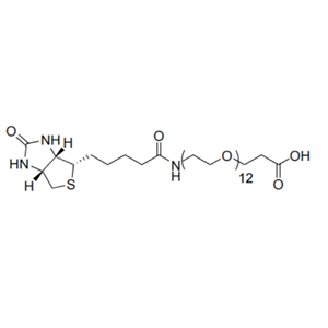 BIOTIN-十二聚乙二醇-丙酸