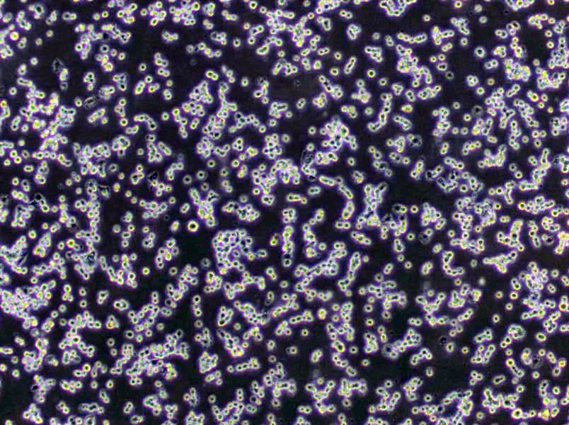 支原体肉汤干粉培养基,Mycoplasma Broth Medium