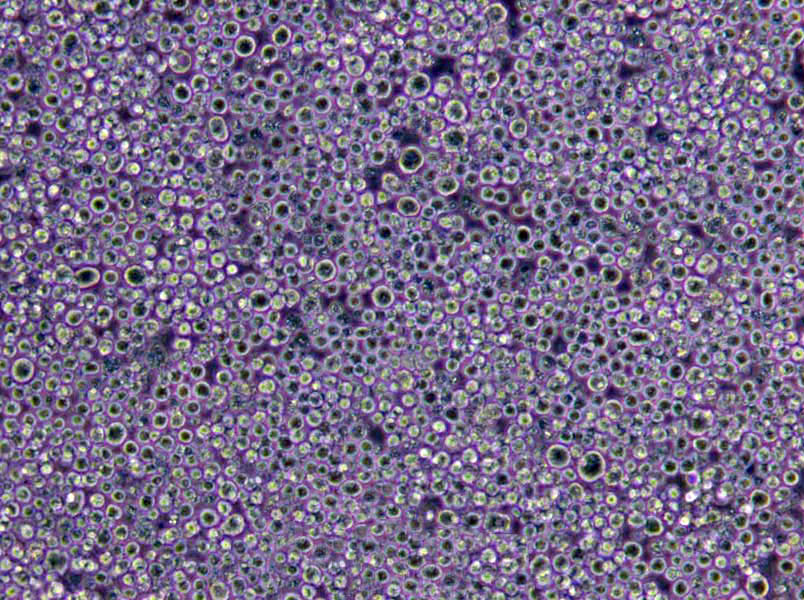 枯草芽孢杆菌优化干粉培养基,Bacillus Subtilis Optimization Medium