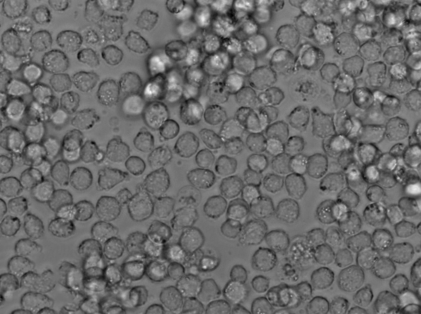 精氨酸双水解酶试验干粉培养基,Double-arginine Hydrolase Test Medium