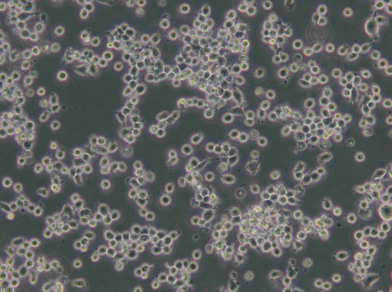 mTEC琼脂干粉培养基,m TEC Agar