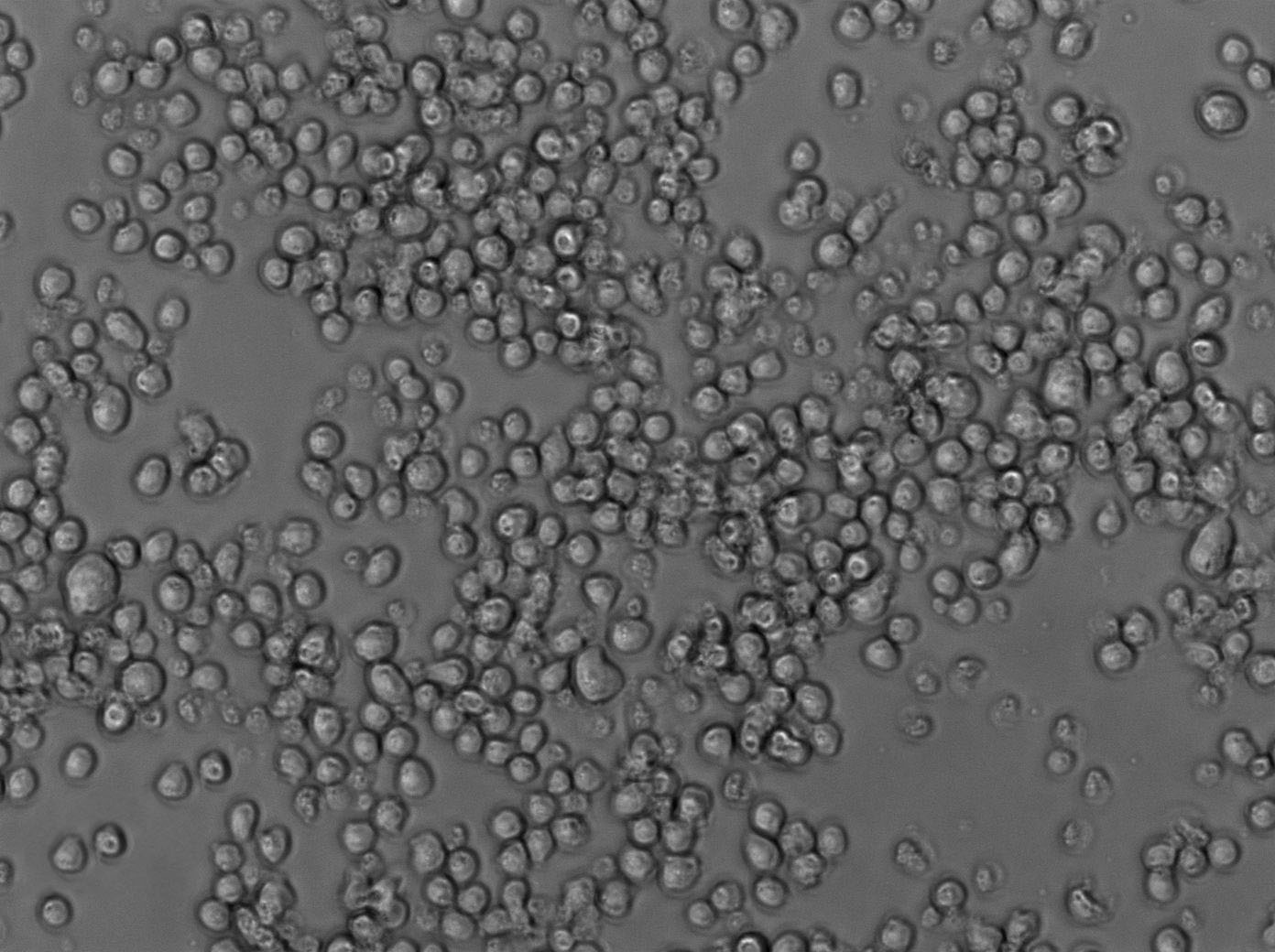 Chapman琼脂干粉培养基,Chapman Agar Medium