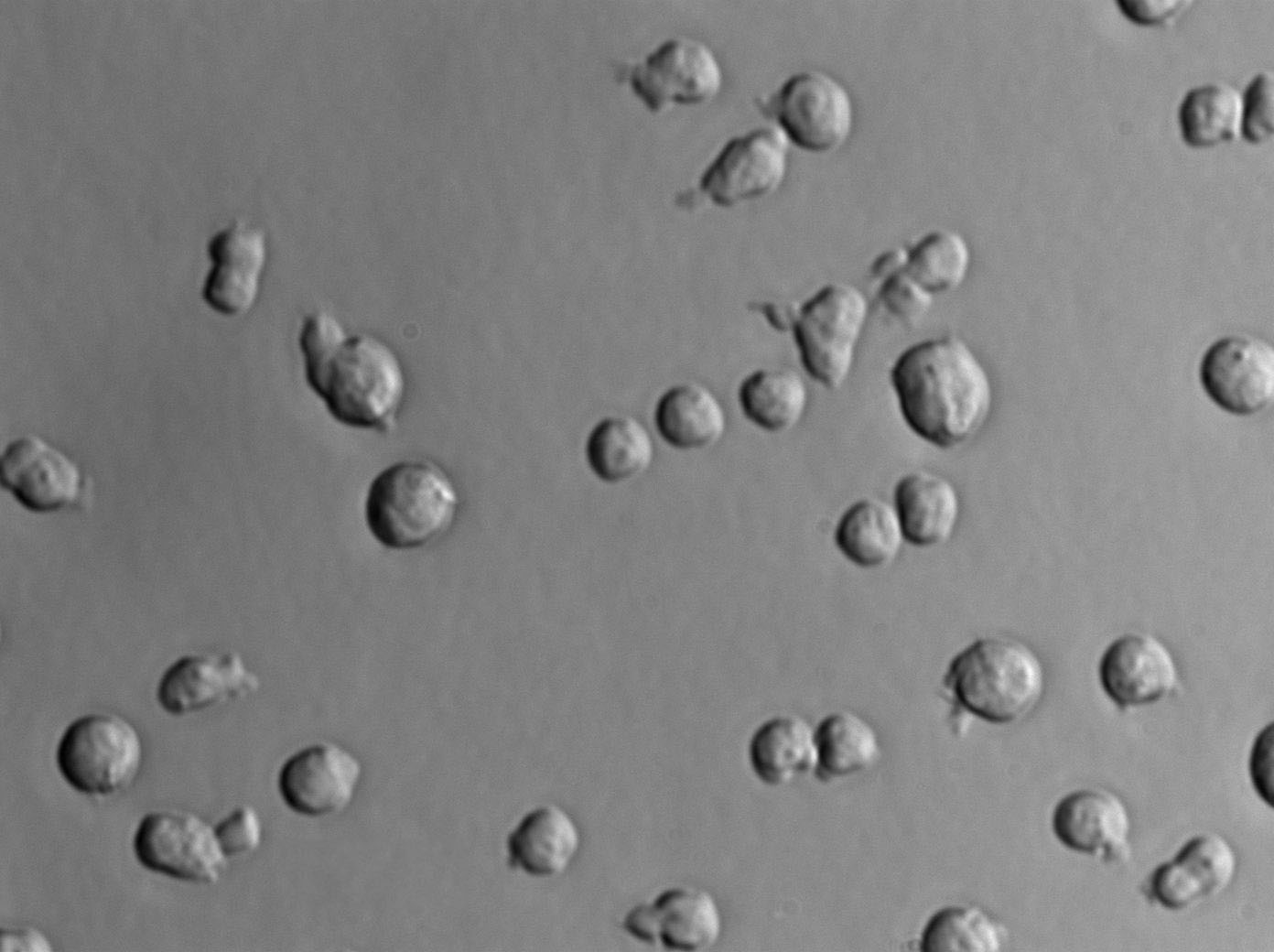 蜡状芽孢杆菌琼脂干粉培养基,Bacillus Cereus Selective Agar Base