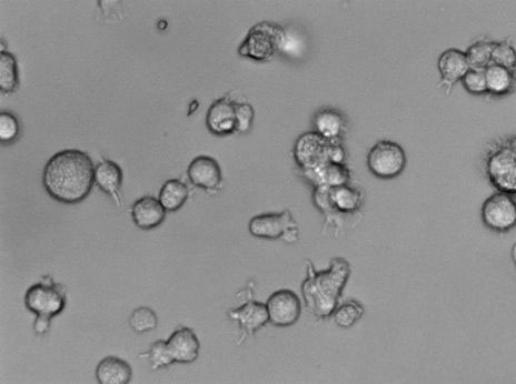 酵母氨基酸缺陷型合成琼脂干粉培养基[赖氨酸缺陷],Yeast Synthetic Drop-out Agar Medium without Lysin