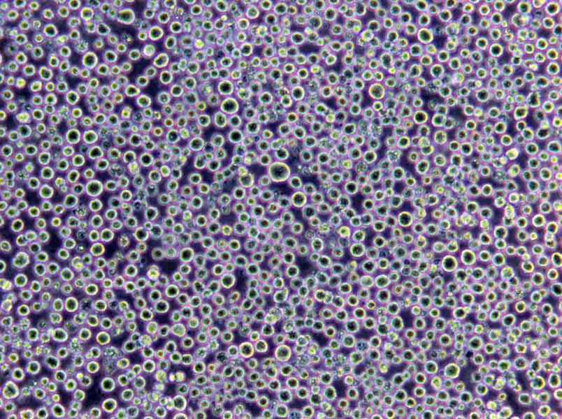 曲霉菌基本干粉培养基,Aspergillus Minimal Medium