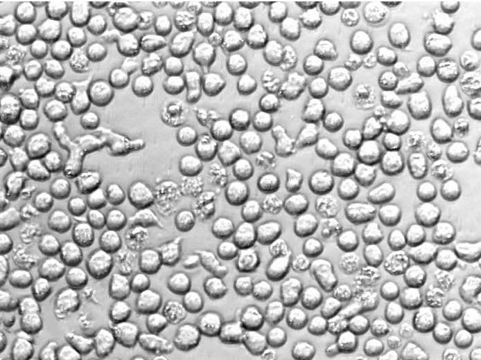 真杆菌选择性琼脂干粉培养基,Eubacterium Selective Agar