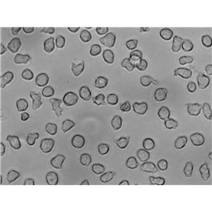 Dubos油酸琼脂干粉培养基,Dubos Oleic Agar Base