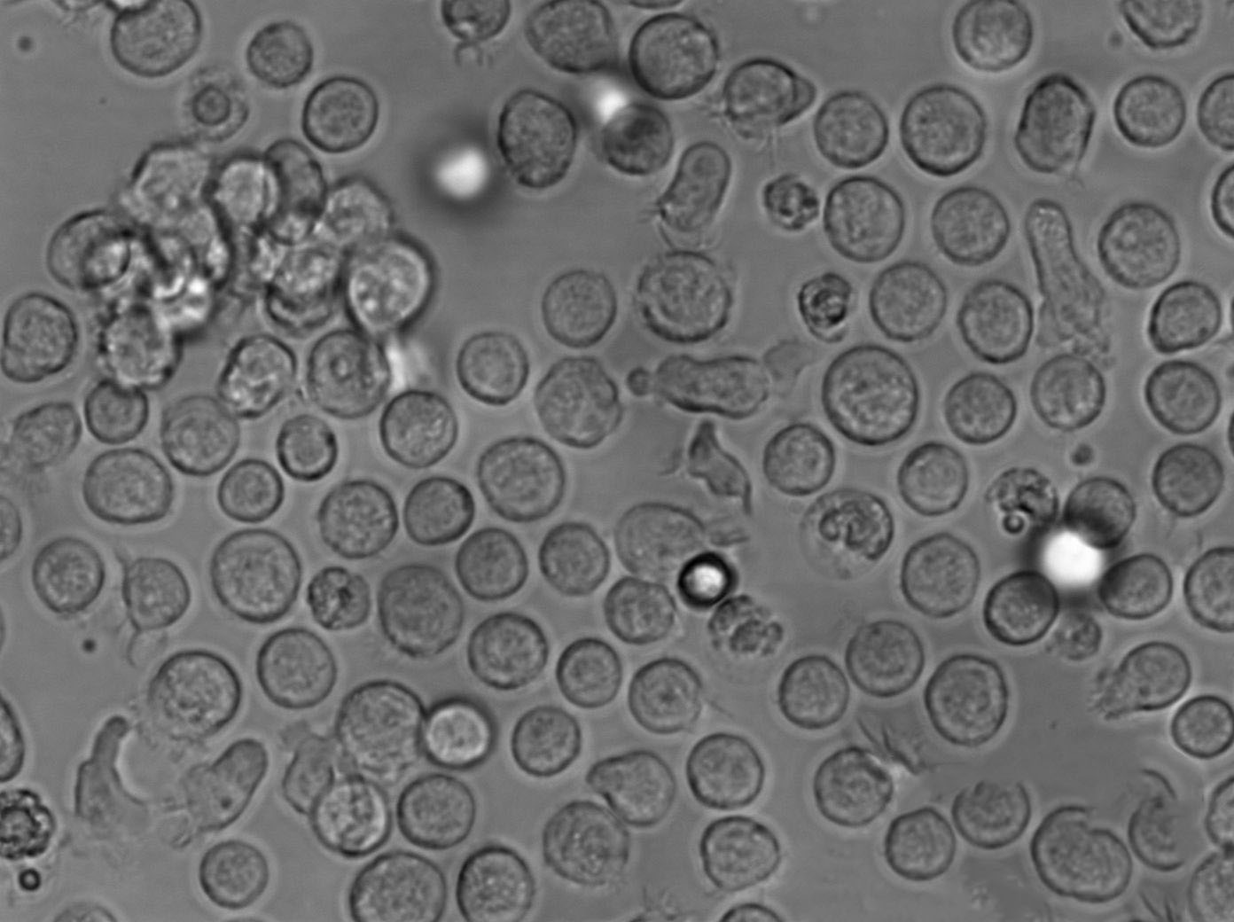 Dey/Engley中和瓊脂干粉培養(yǎng)基,Dey/Engley Neutralizing Agar Base