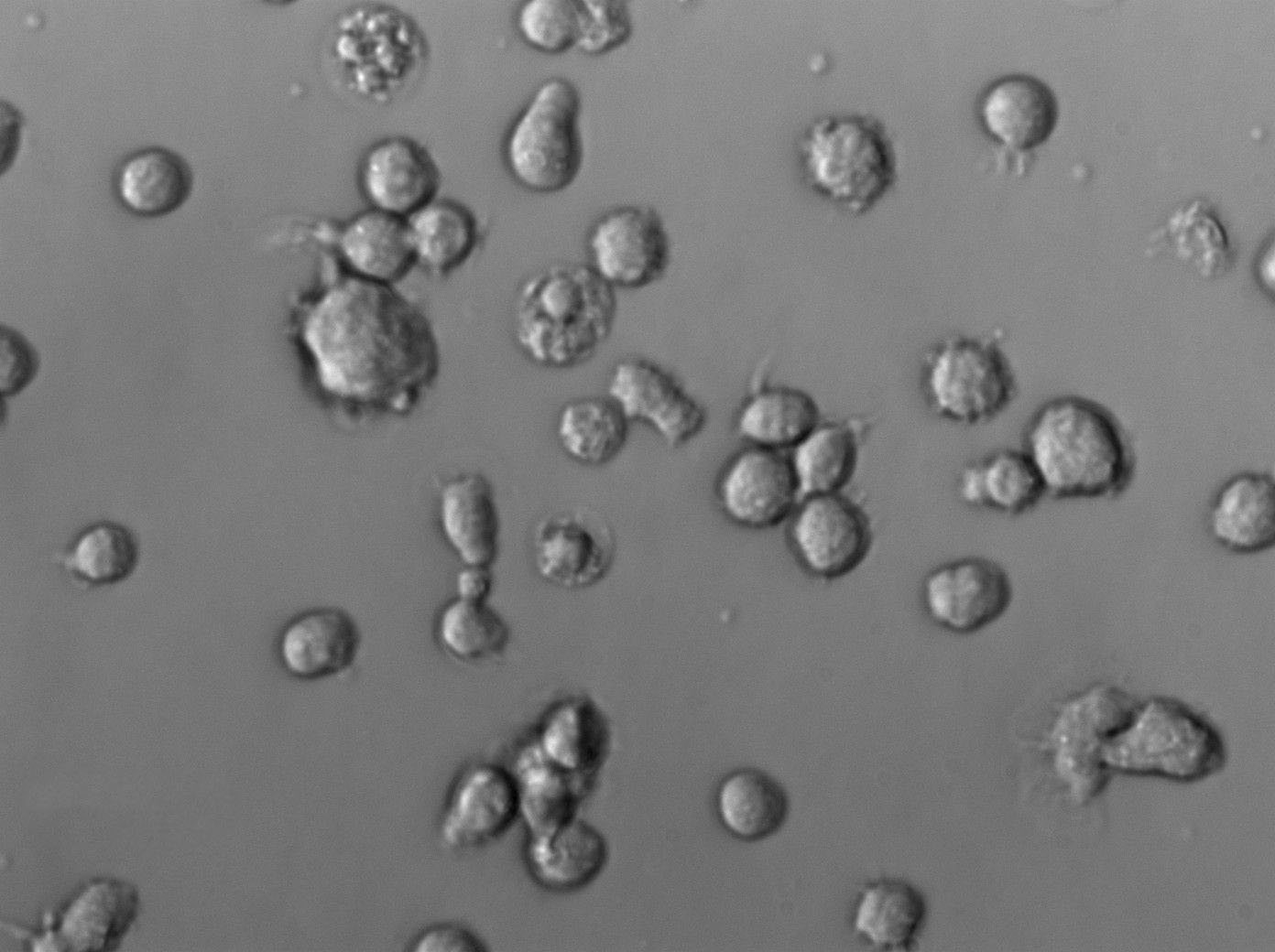 MRSA筛选琼脂干粉培养基,Oxacillin Resistance Screening Agar Base