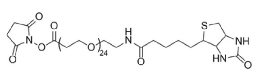 (+)-BIOTIN-PEG24-NHS ESTER