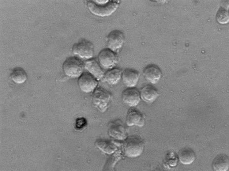 3%NaCl氨基酸脱羧酶试验对照干粉培养基,Aminoacid Decarboxylase Test Medium controls with 3%NaCl