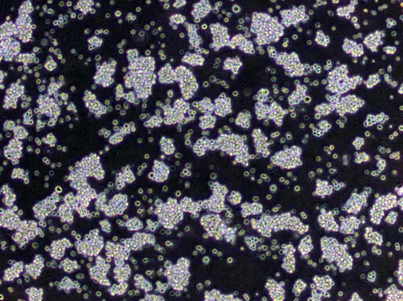 LPM瓊脂干粉培養(yǎng)基[含七葉苷與檸檬酸鐵銨],LPM Agar with Esculin and Ferric Iron Base