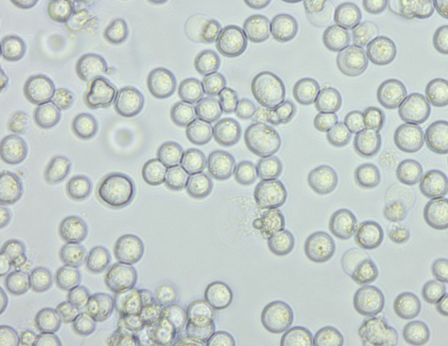 厌氧卵黄琼脂干粉培养基,Anaerobic Egg Yolk Agar Base