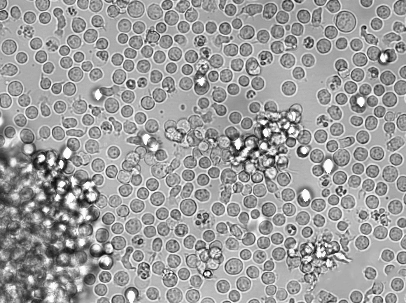 毛蘚菌瓊脂干粉培養(yǎng)基7號,Trichophyton Agar #7