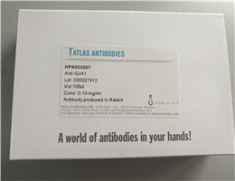 SATB2抗体,Anti-SATB2 antibody