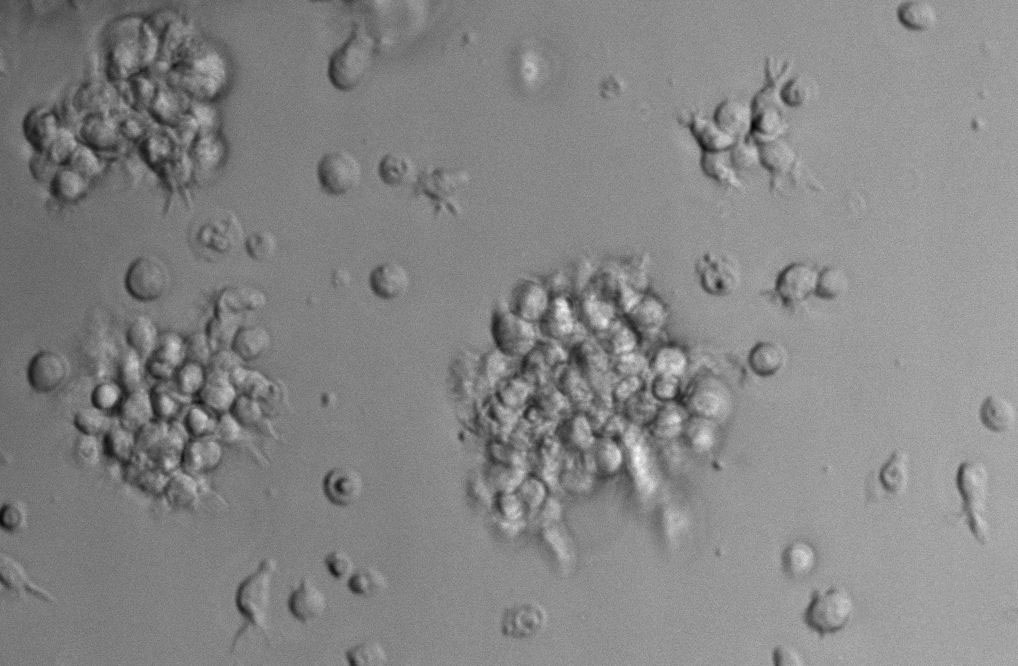 YPDA干粉培养基,Yeast Peptone Dextrose Adenine Medium