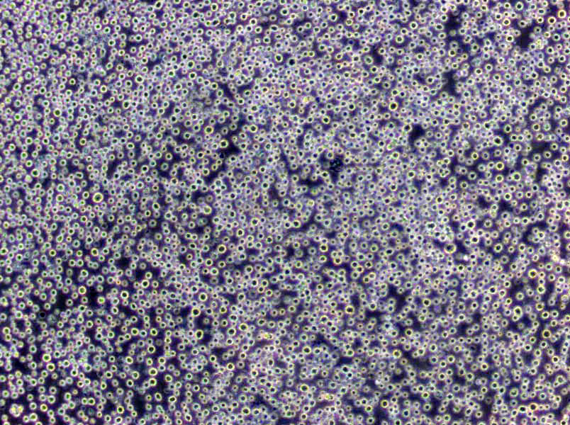 無(wú)菌試驗(yàn)用真菌干粉培養(yǎng)基,Sterility Test Fungus Medium