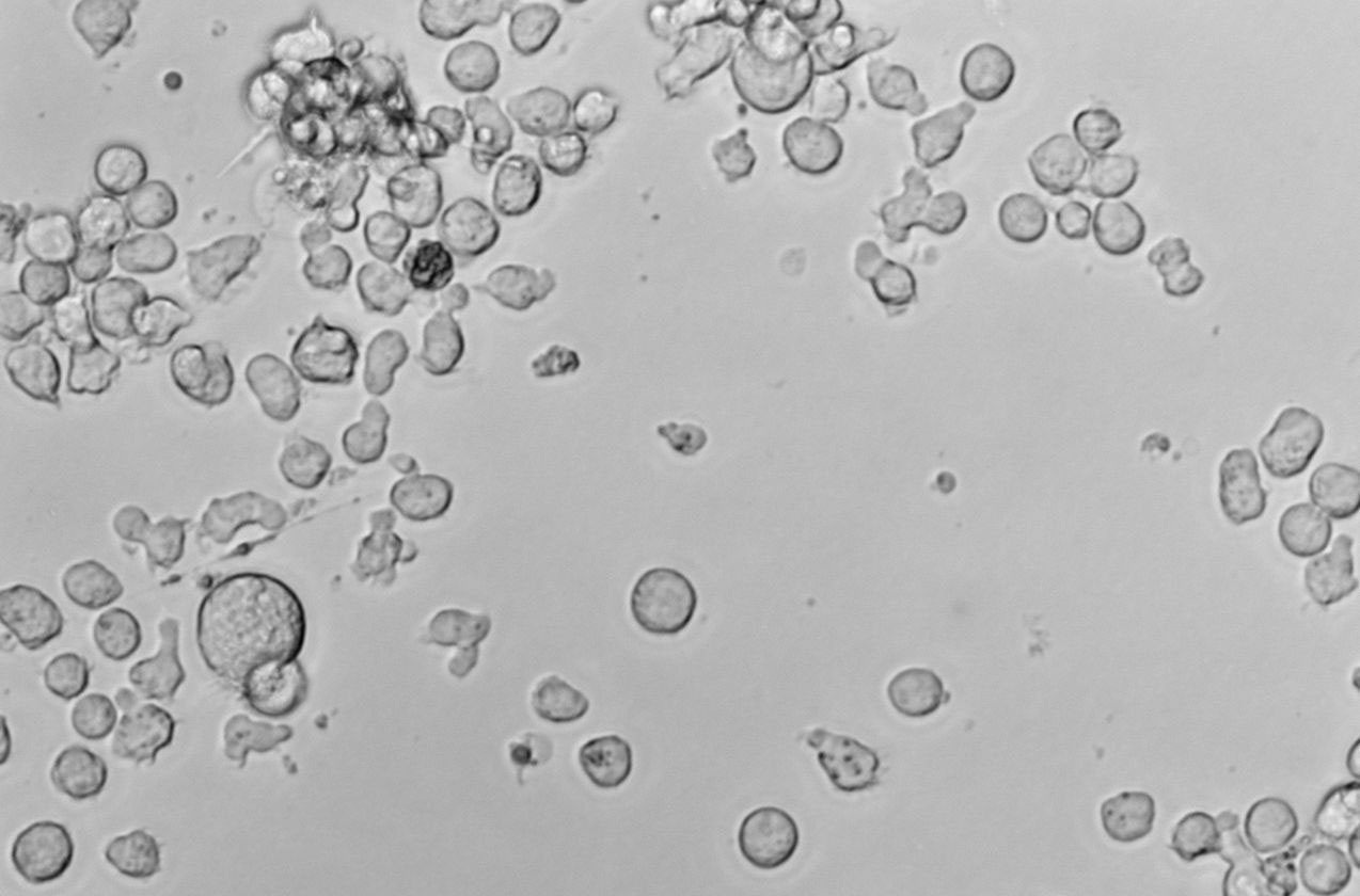 抗生素檢測(cè)用干粉培養(yǎng)基Ⅱ,Antibiotic Examination Medium Ⅱ