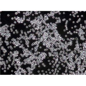 兔血浆纤维蛋白原[RPF]琼脂干燥粉末培养基
