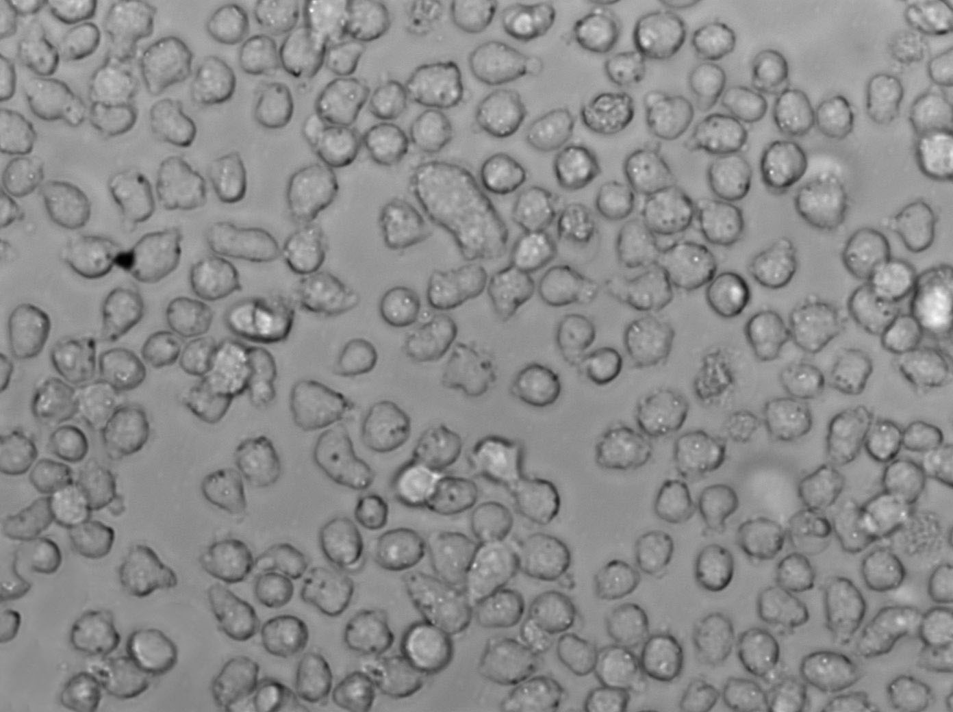 蠟狀芽孢桿菌瓊脂干燥粉末培養(yǎng)基,Bacillus Cereus Selective Agar Base