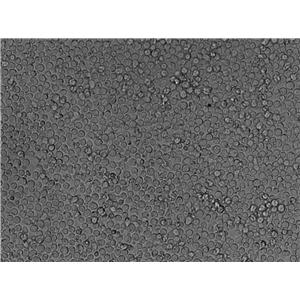 PTM1[微量元素]干燥粉末培养基,PTM1