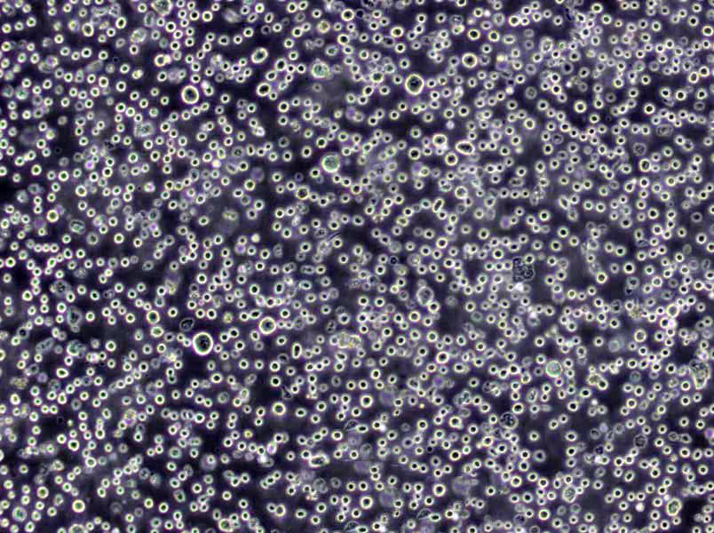 B12肉汤干燥粉末培养基,B12 Assay Medium