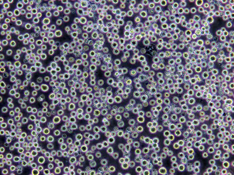 胰蛋白示磷酸盐肉汤干燥粉末培养基,Tryptose Phosphate Broth