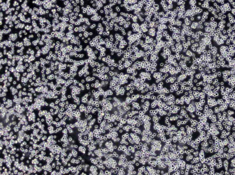 乙酰胺琼脂干燥粉末培养基,Acetamide Agar