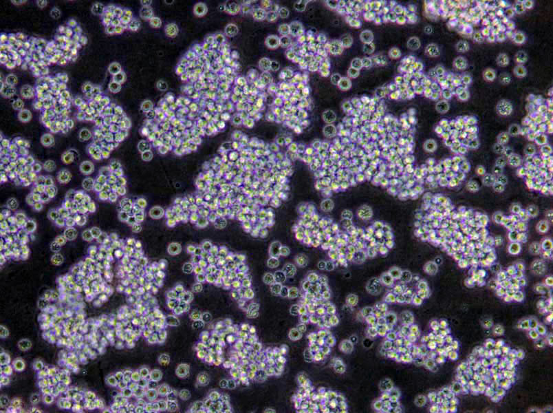 葡萄糖蛋白胨干燥粉末培养基,Glucose Peptone Medium