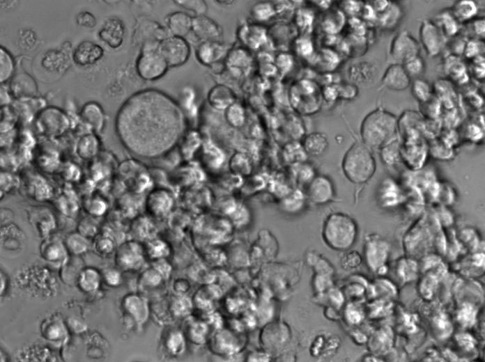 酵母菌形态琼脂干燥粉末培养基,Yeast Morphology Agar