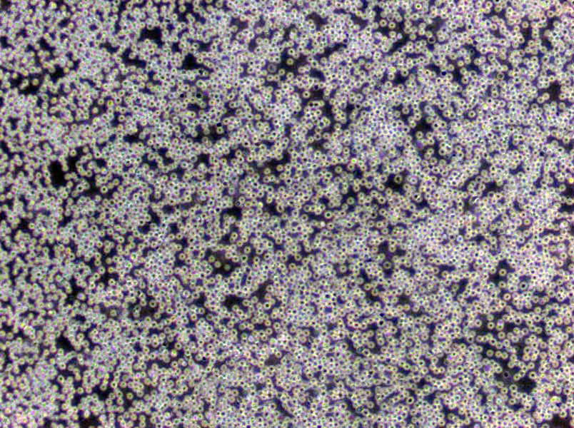 BL琼脂干燥粉末培养基,BL Agar Base