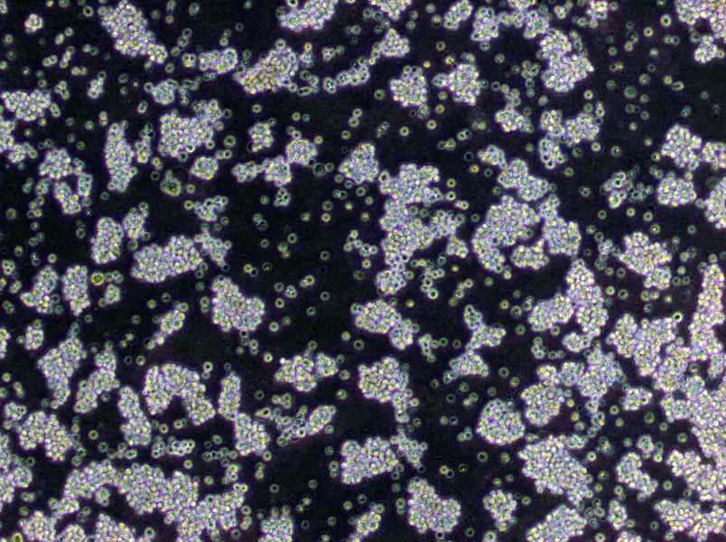 CIN-1干燥粉末培养基,Cepulodin Irgasan Novobiocin Agar Base