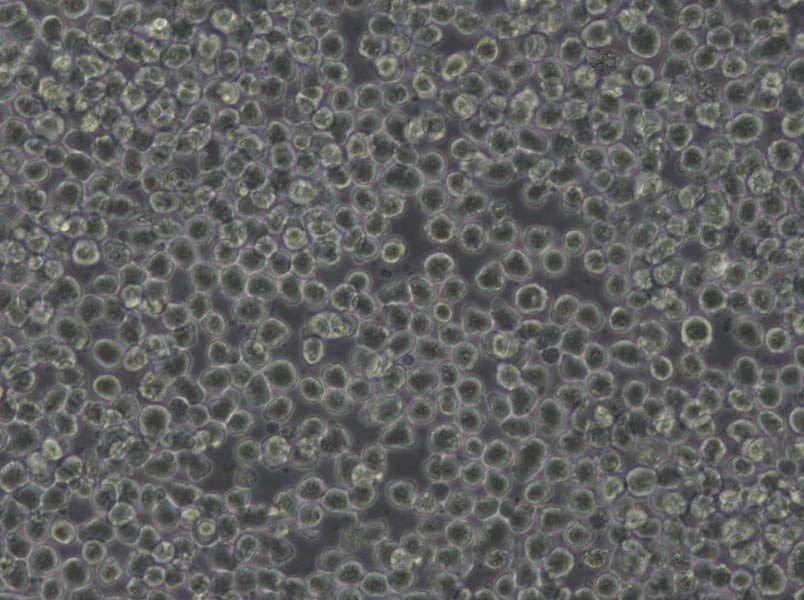 3.5%氯化钠三糖铁琼脂干燥粉末培养基,3.5% TSI Agar