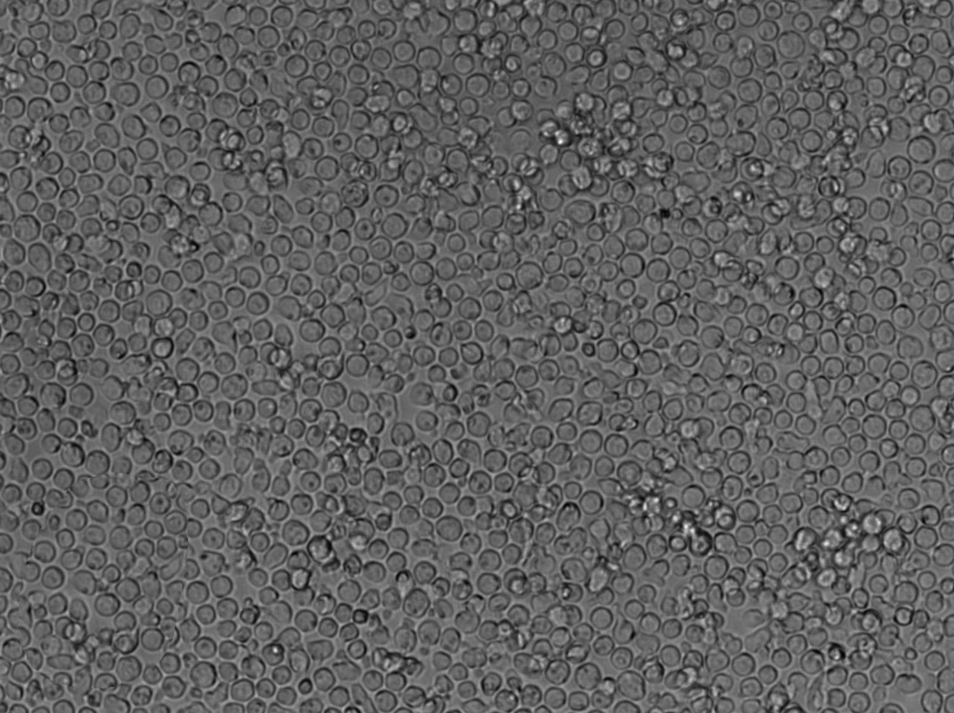 m-HPC瓊脂細粉末培養(yǎng)基,Heterotrophic Plate Count Agar