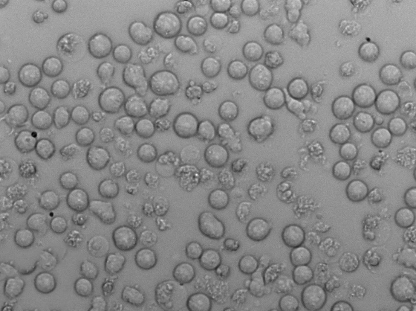 韦荣氏球菌琼脂细粉末培养基,Veillonella agar Base