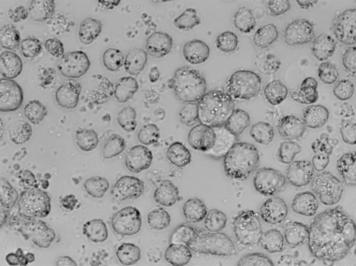 Herrold’s卵黄琼脂细粉末培养基,Herrold’s Egg Yolk Agar Base