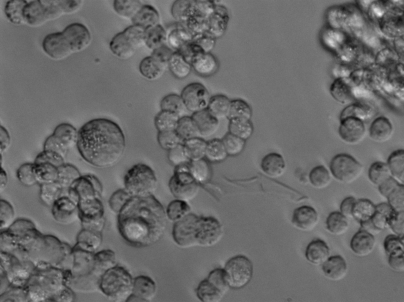 酵母氨基酸缺陷型合成液体细粉末培养基[亮氨酸缺陷],Yeast Synthetic Drop-out Fluid Medium without Leuc