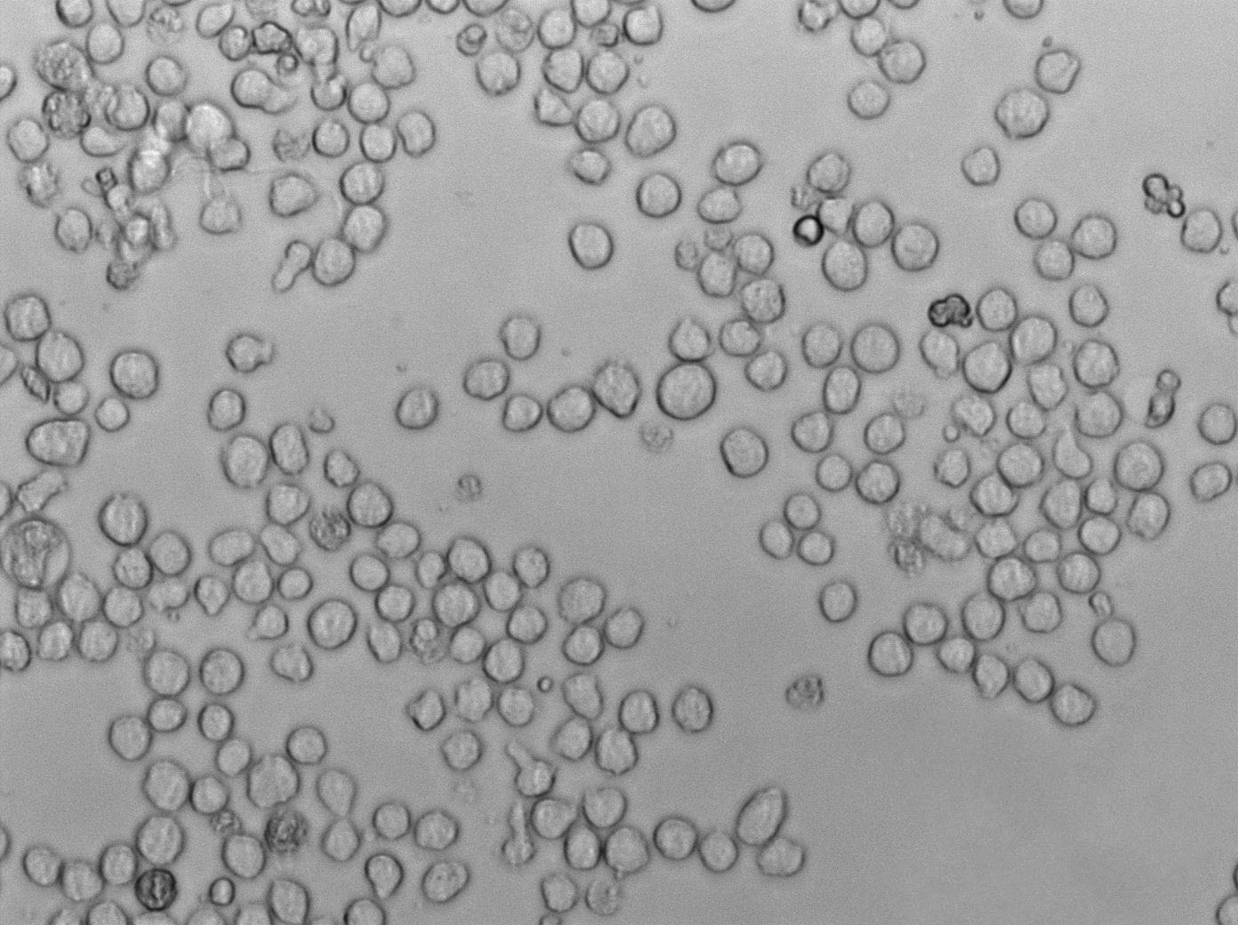 Rustigian氏尿素細粉末培養(yǎng)基,Rustigian Urease Test Medium