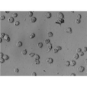 巴氏梭状芽孢杆菌细粉末培养基