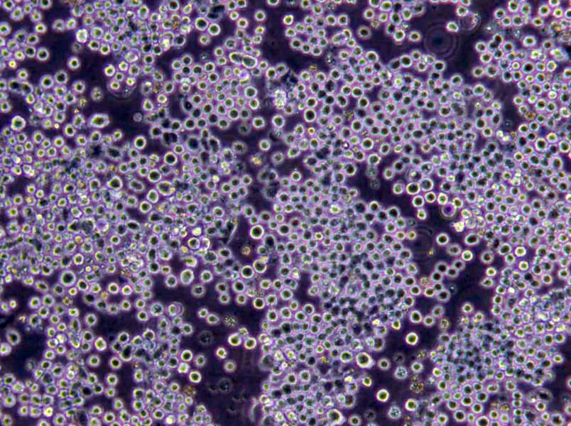 陰溝腸桿菌分離瓊脂細粉末培養(yǎng)基,Enterobacter Cloacae Isolation Agar