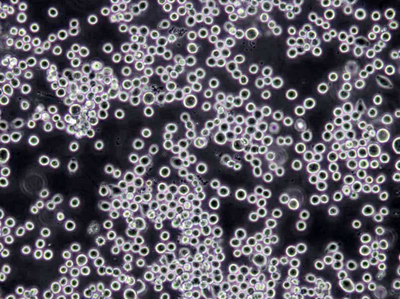 MD固体粉末培养基,Minimal Dextrase Medium