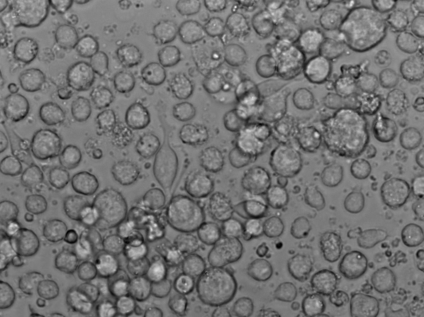 改良卵磷脂瓊脂固體粉末培養(yǎng)基,Modified Letheen Agar Base