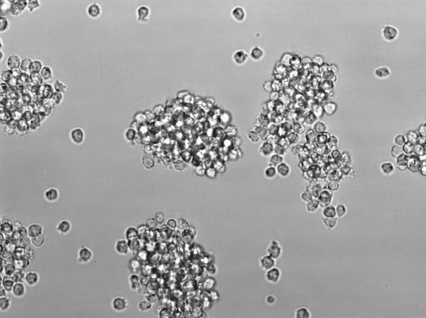 酵母氨基酸缺陷型合成琼脂固体粉末培养基[亮氨酸缺陷],Yeast Synthetic Drop-out Agar Medium without Leuci